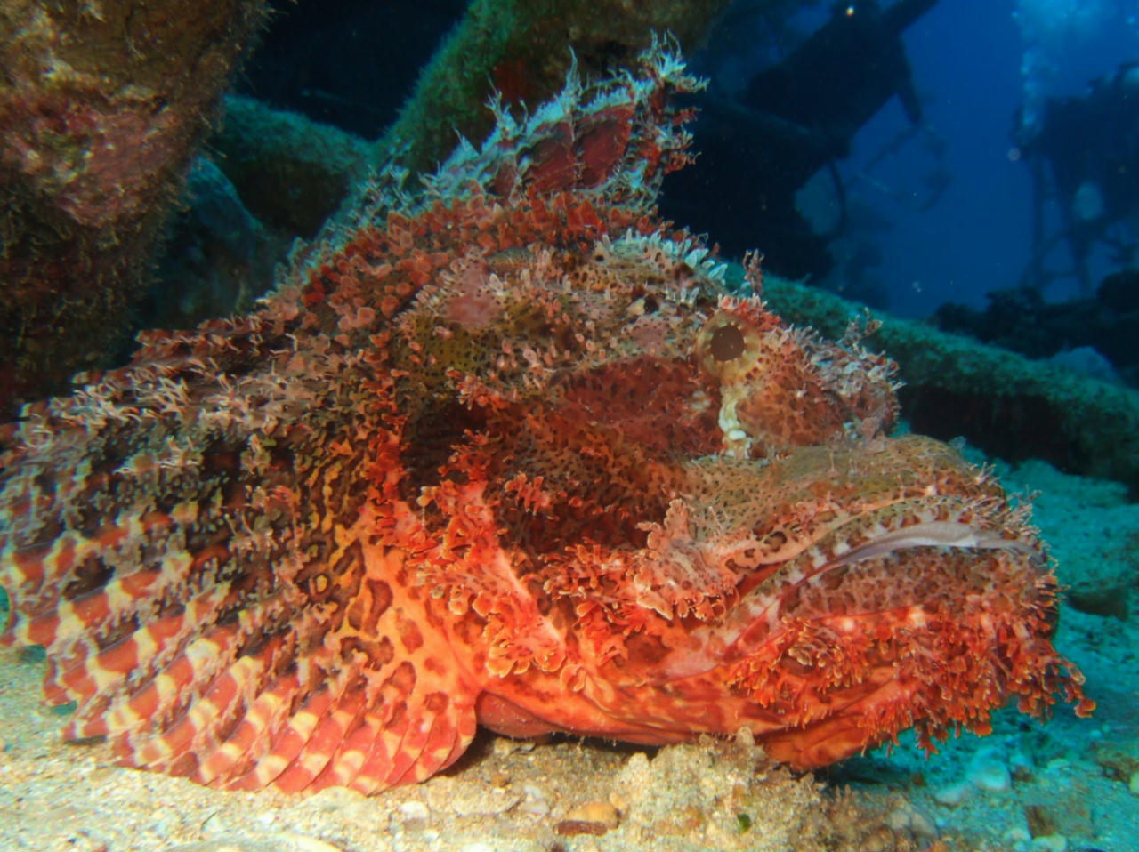 Scorpaenopsis barbata (Scorfano barbuto)